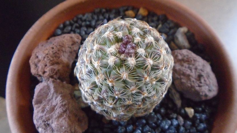 Pediocactus knowltonii  (-20C) - Cactusi 2021 bis