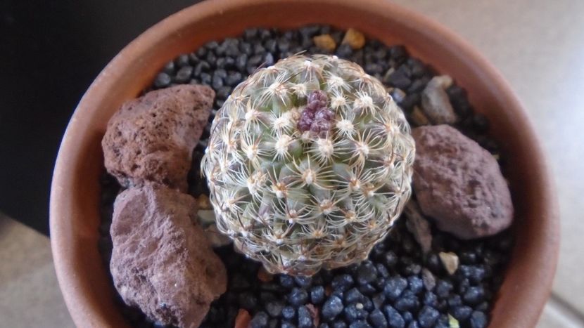 Pediocactus knowltonii  (-20C) - Cactusi 2021 bis