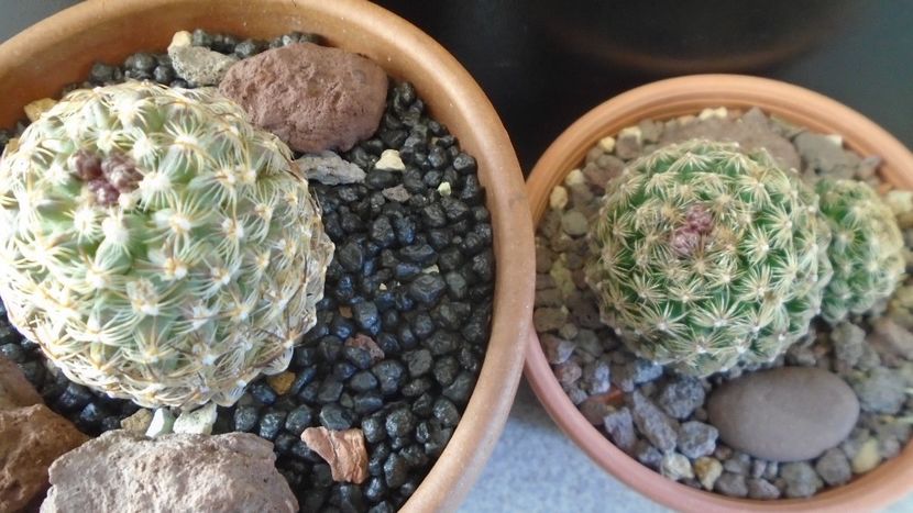 Pediocactus knowltonii  (-20C) & Pediocactus simpsonii (-10- -25C) - Cactusi 2021 bis