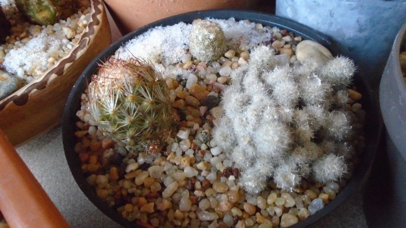 Grup de 3 Escobaria - Cactusi 2021 bis