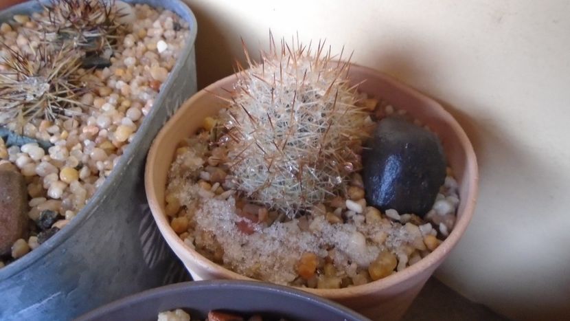 Escobaria villardii, SB 66 Otero County, New Mexico, USA - Cactusi 2021 bis