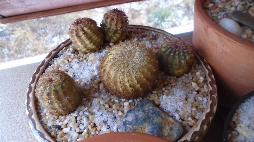 Grup de 4 Echinocereus viridiflorus - Cactusi 2021 bis