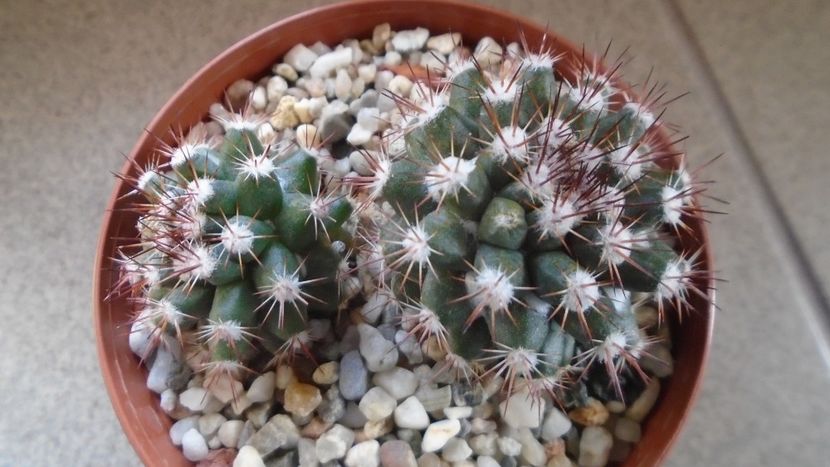 Mammillaria sp. - Cactusi 2021 bis