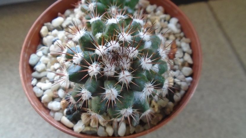 Mammillaria sp. - Cactusi 2021 bis