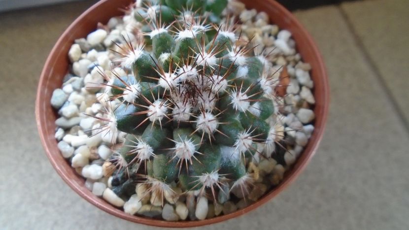 Mammillaria sp. - Cactusi 2021 bis
