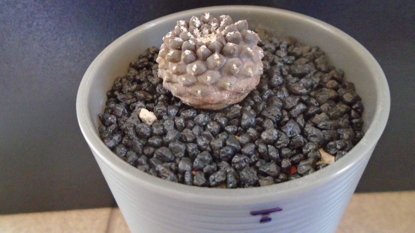 Eriosyce napina v. tenebrica (Thelocephala tenebrica), Atacama, Rio Choros, Chile - Cactusi 2022