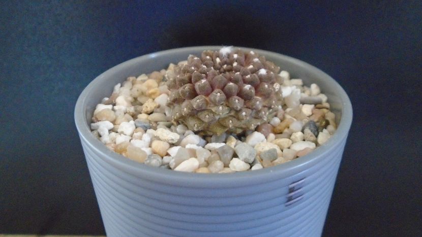 Eriosyce (Thelocephala) esmeraldana, AW 244, Esmeralda, Chile - Cactusi 2022