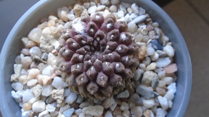 Eriosyce (Thelocephala) esmeraldana, AW 244, Esmeralda, Chile - Cactusi 2022