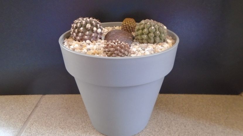 Grup de 4 Eriosyce (Thelocephala) - Cactusi 2022