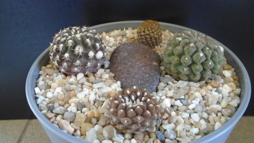 Grup de 4 Eriosyce (Thelocephala) - Cactusi 2022