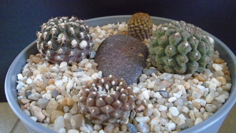 Eriosyce (Thelocephala) nuda - Cactusi 2022