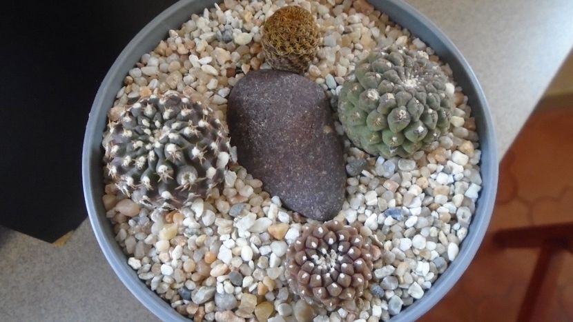 Grup de 4 Eriosyce (Thelocephala) - Cactusi 2022