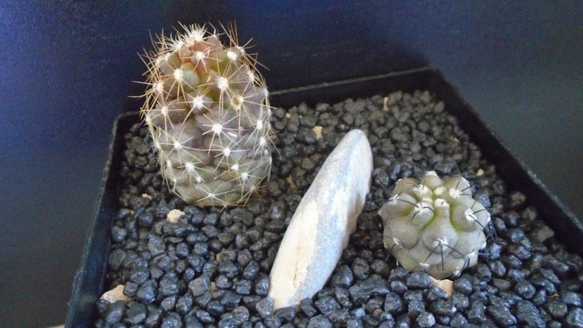 Copiapoa calderana & Copiapoa maritima - Cactusi 2022