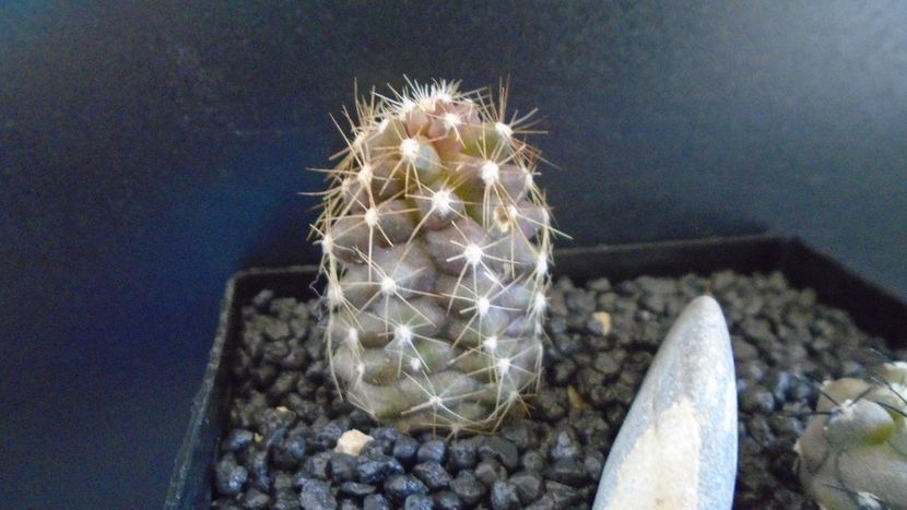Copiapoa maritima - Cactusi 2022
