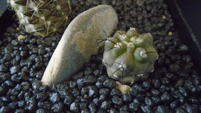 Copiapoa calderana - Cactusi 2022