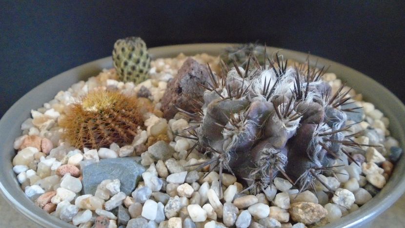Eriosyce taltalensis v. floccosa (Neoporteria, Neochilenia floccosa), CS 49.1, Antofagasta, Chile - Cactusi 2022