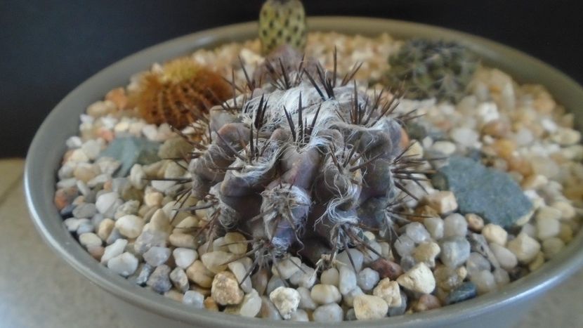 Eriosyce taltalensis v. floccosa (Neoporteria, Neochilenia floccosa), CS 49.1, Antofagasta, Chile - Cactusi 2022
