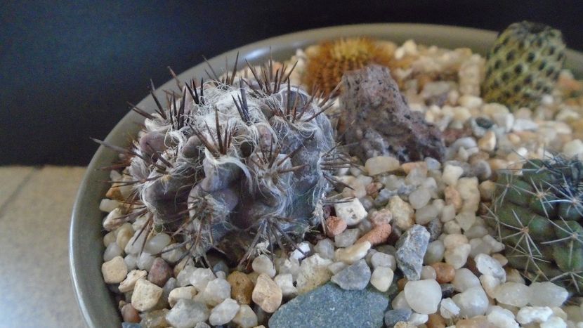 Eriosyce taltalensis v. floccosa (Neoporteria, Neochilenia floccosa), CS 49.1, Antofagasta, Chile - Cactusi 2022