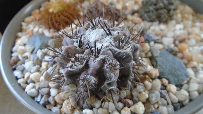 Eriosyce taltalensis v. floccosa (Neoporteria, Neochilenia floccosa), CS 49.1, Antofagasta, Chile - Cactusi 2022