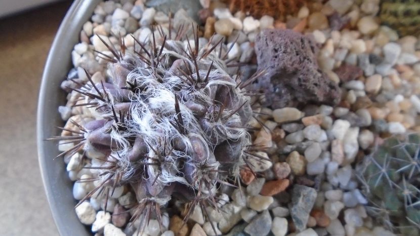 Eriosyce taltalensis v. floccosa (Neoporteria, Neochilenia floccosa), CS 49.1, Antofagasta, Chile - Cactusi 2022