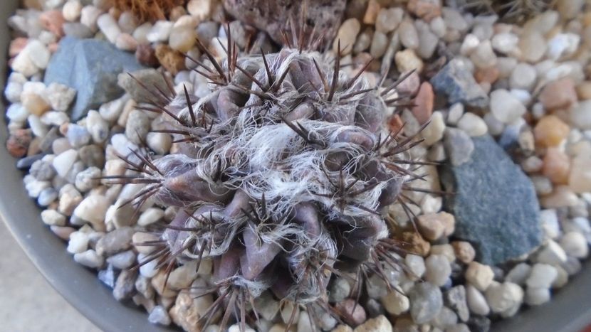 Eriosyce taltalensis v. floccosa (Neoporteria, Neochilenia floccosa), CS 49.1, Antofagasta, Chile - Cactusi 2022