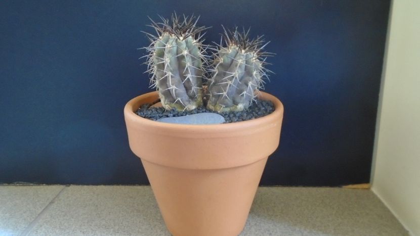 Copiapoa calderana, JN 282, Atacama, Chile - Cactusi 2022