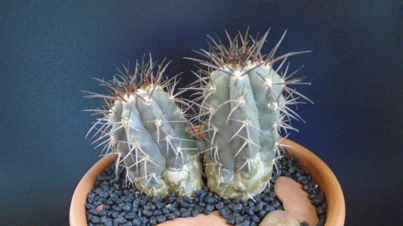 Copiapoa calderana, JN 282, Atacama, Chile - Cactusi 2022