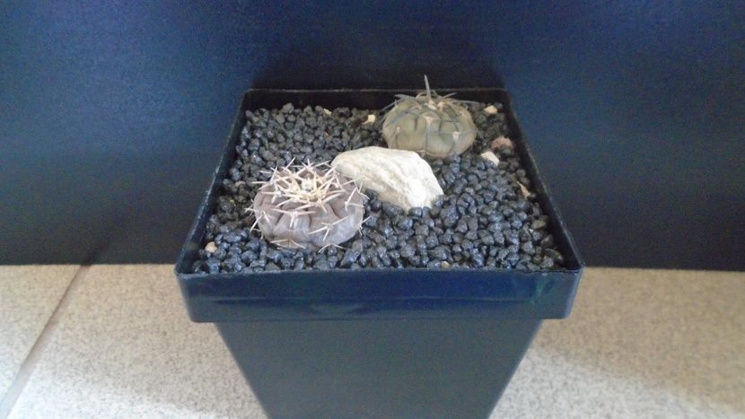 Gymnocalycium spegazzinii & Gymnocalycium bodenbenderianum (riojense) - Cactusi 2021 Gymnocalycium