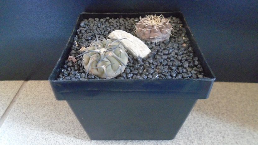 Gymnocalycium spegazzinii & Gymnocalycium bodenbenderianum (riojense) - Cactusi 2021 Gymnocalycium