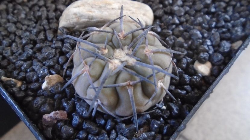 Gymnocalycium spegazzinii - Cactusi 2021 Gymnocalycium