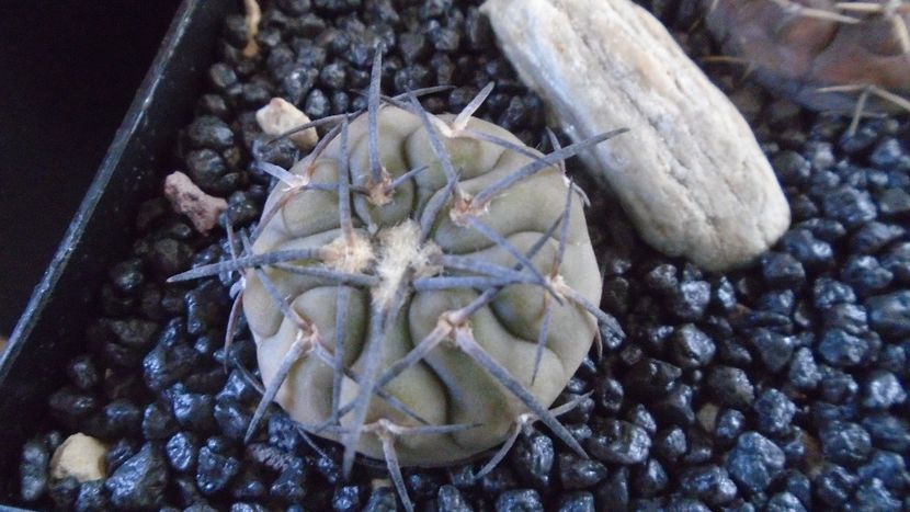 Gymnocalycium spegazzinii - Cactusi 2021 Gymnocalycium