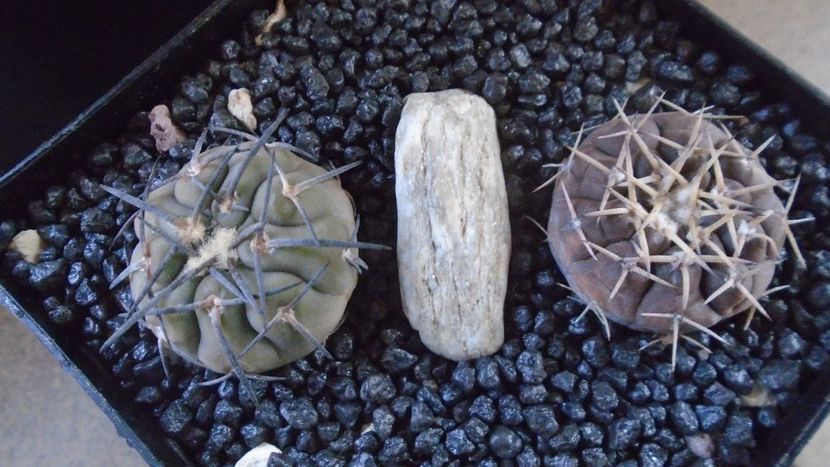 Gymnocalycium spegazzinii & Gymnocalycium bodenbenderianum (riojense) - Cactusi 2021 Gymnocalycium