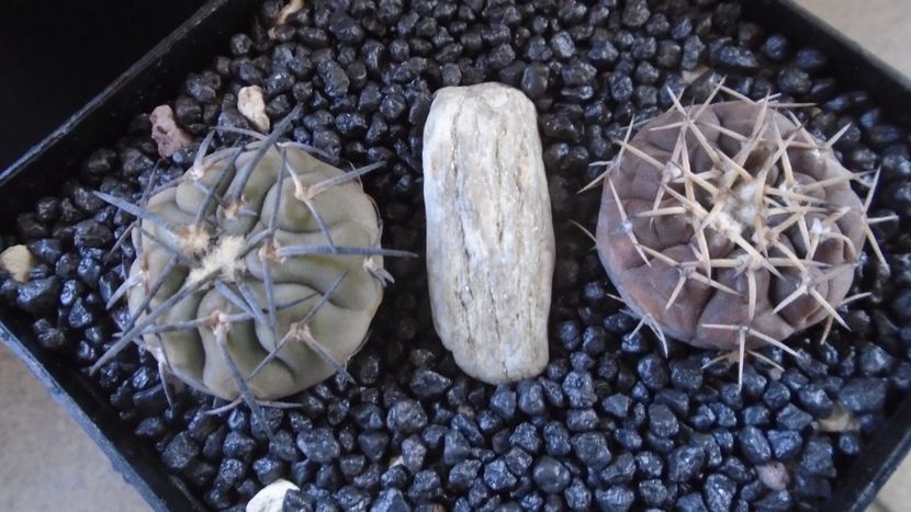 Gymnocalycium spegazzinii & Gymnocalycium bodenbenderianum (riojense) - Cactusi 2021 Gymnocalycium