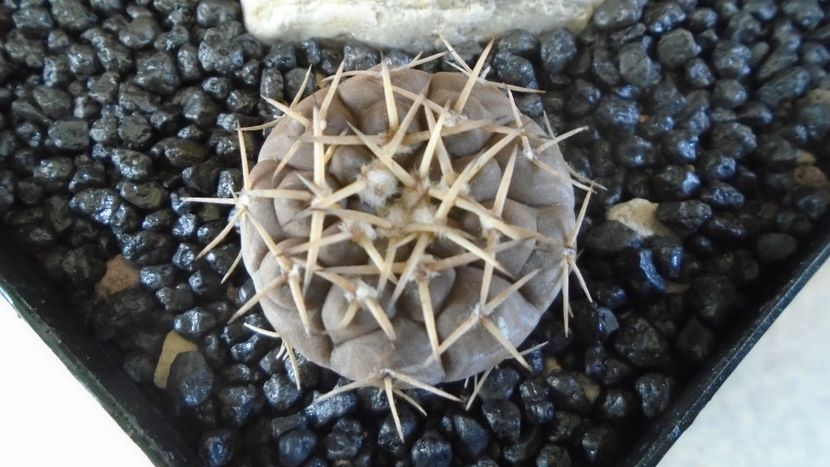 Gymnocalycium bodenbenderianum (riojense) - Cactusi 2021 Gymnocalycium