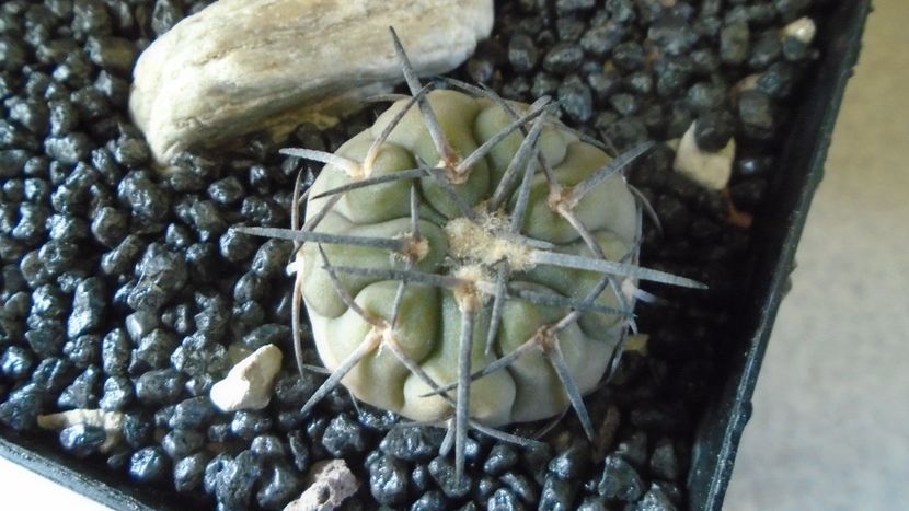 Gymnocalycium spegazzinii - Cactusi 2021 Gymnocalycium