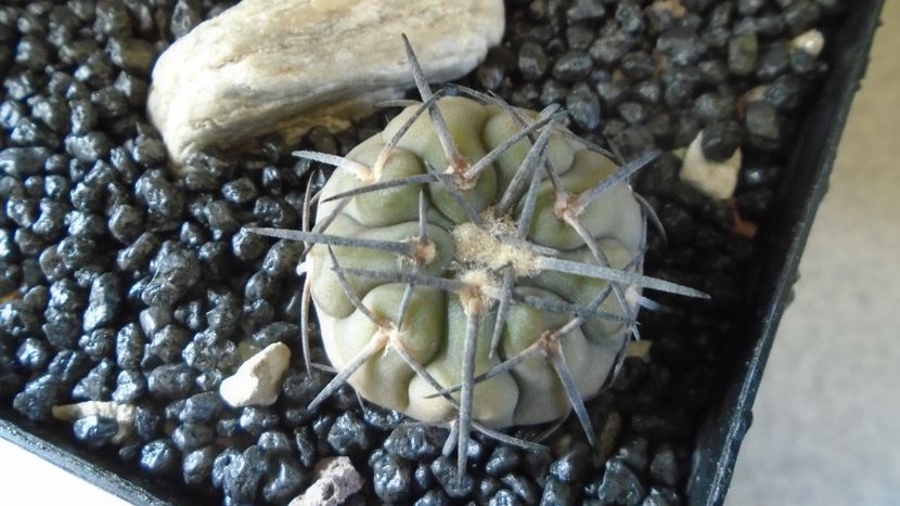 Gymnocalycium spegazzinii - Cactusi 2021 Gymnocalycium