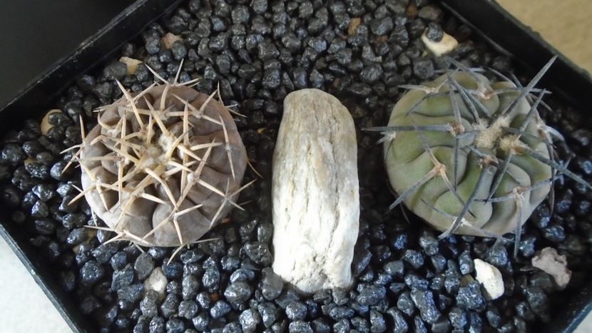 Gymnocalycium spegazzinii & Gymnocalycium bodenbenderianum (riojense) - Cactusi 2021 Gymnocalycium