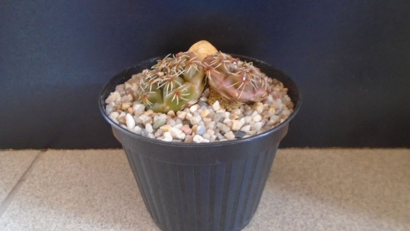 Gymnocalycium kieslingii, TK 223, Pinchas, Arg. - Cactusi 2021 Gymnocalycium