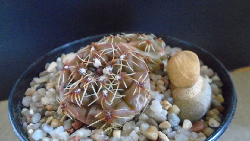 Gymnocalycium kieslingii, TK 223, Pinchas, Arg. - Cactusi 2021 Gymnocalycium