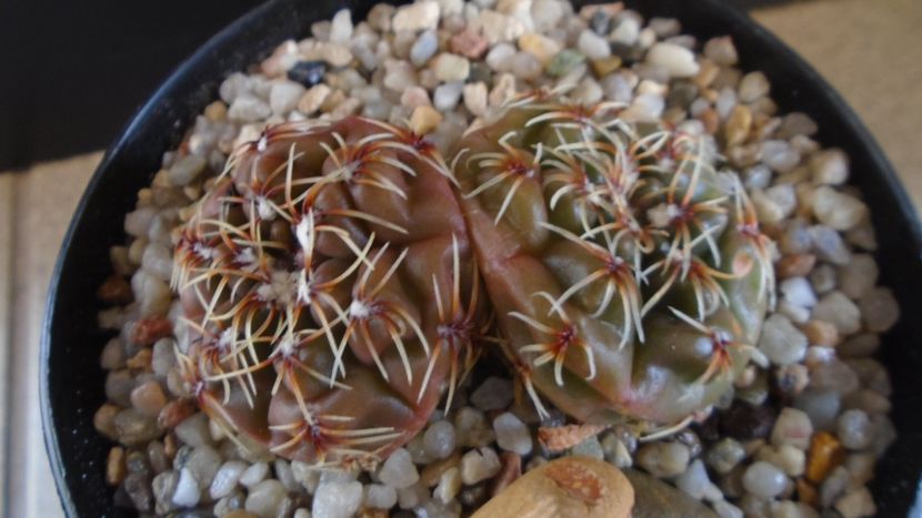 Gymnocalycium kieslingii, TK 223, Pinchas, Arg. - Cactusi 2021 Gymnocalycium