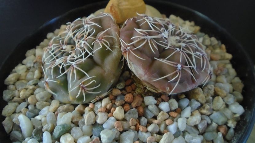 Gymnocalycium kieslingii, TK 223, Pinchas, Arg. - Cactusi 2021 Gymnocalycium