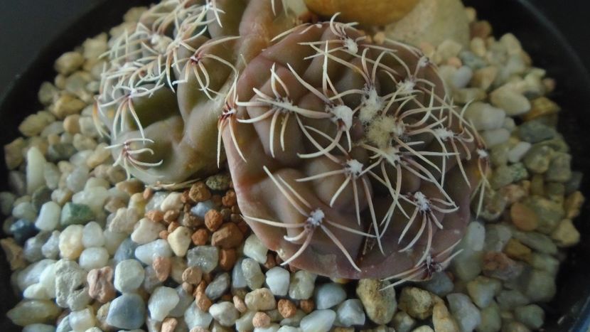 Gymnocalycium kieslingii, TK 223, Pinchas, Arg. - Cactusi 2021 Gymnocalycium