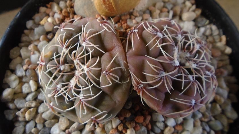 Gymnocalycium kieslingii, TK 223, Pinchas, Arg. - Cactusi 2021 Gymnocalycium