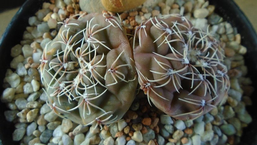 Gymnocalycium kieslingii, TK 223, Pinchas, Arg. - Cactusi 2021 Gymnocalycium