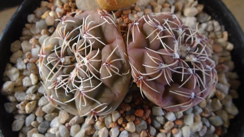 Gymnocalycium kieslingii, TK 223, Pinchas, Arg. - Cactusi 2021 Gymnocalycium