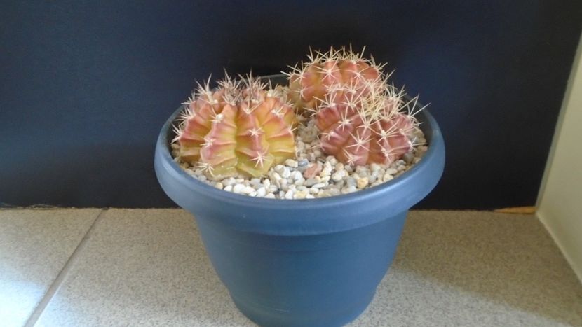 Grup de 3 Gymnocalycium - Cactusi 2021 Gymnocalycium