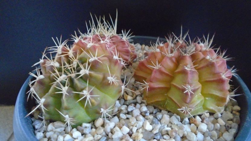 Grup de 3 Gymnocalycium - Cactusi 2021 Gymnocalycium