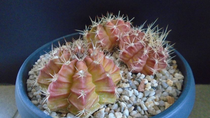Gymnocalycium mendozaense, VoS 03-061, Santa Cruz,  Bolivia - Cactusi 2021 Gymnocalycium