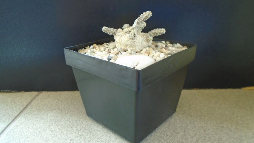 Euphorbia cylindrifolia - Caudiciforme - pachycaule si bulboase 2021