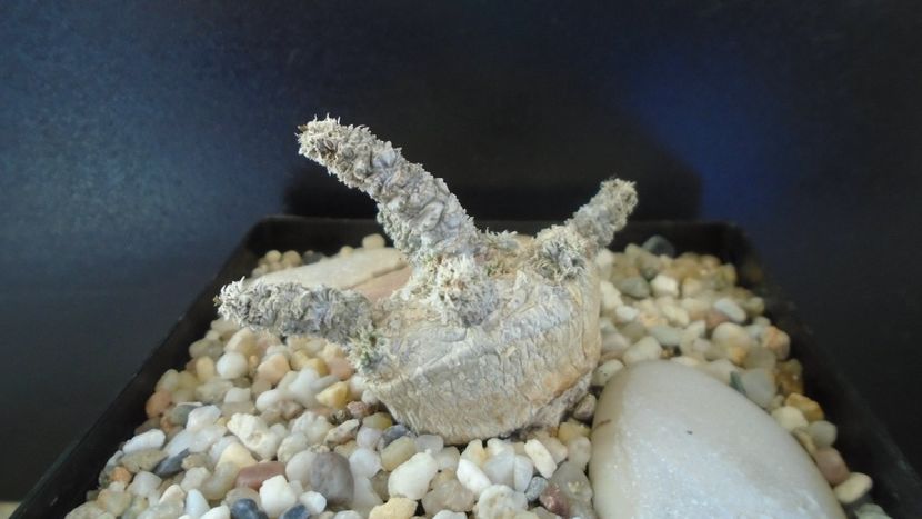 Euphorbia cylindrifolia - Caudiciforme - pachycaule si bulboase 2021